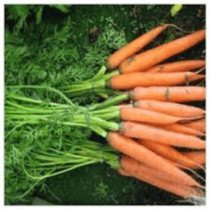 carottes fanes 700g