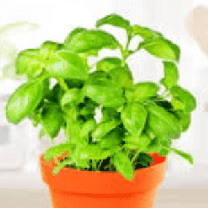 plant de basilic thai