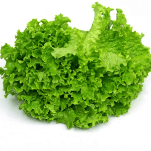 Salade - Notre production