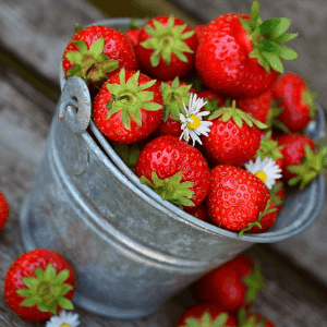 Fraises