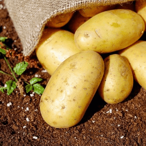 Pomme de terre (Domaine de la Parentière - Vallet)