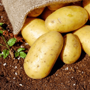 Pomme de terre (Domaine de la Parentière - Vallet)