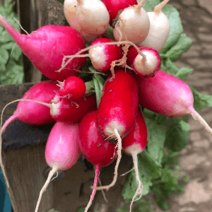 radis en mélange de forme et couleurss