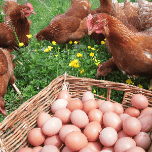 Oeufs