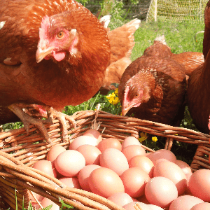 Oeufs