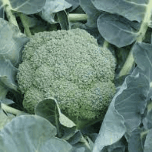 brocoli