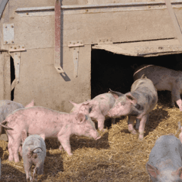 La Ferme d'Isabelle et Jean-Marc #8