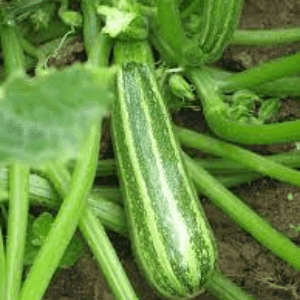 Bardérou plant Courgette Verte d'Italie