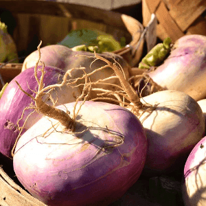 Navets à collet violet