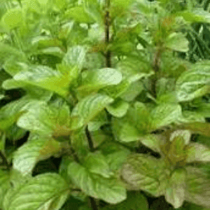Plant de Menthe Poivrée