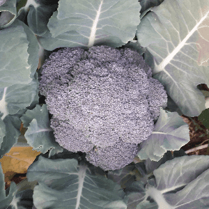 brocoli