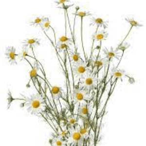 Camomille (le bouquet)