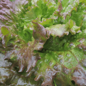 salade batavia gloire du dauphinée