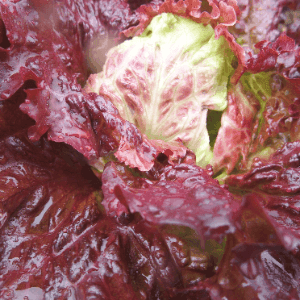 salade batavia rouge