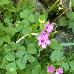 Oxalis (tisane) #4