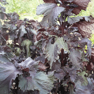 Graines de Shiso pourpre