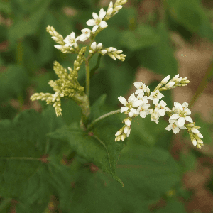 Plant de Sarrasin vivace