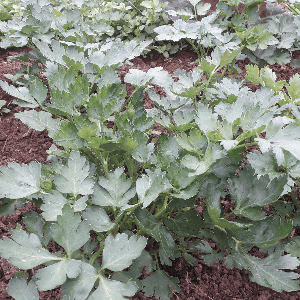 Persil plat