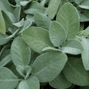 Sauge Officinale