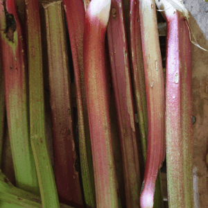Rhubarbe