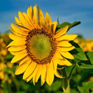 Plant de Tournesol