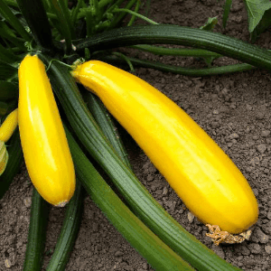 Courgette "Gold rush"