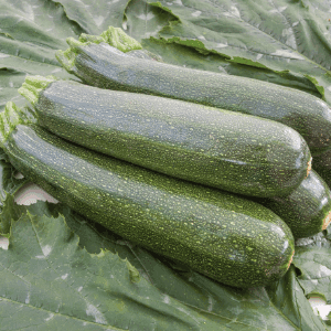 Courgette "Noire verte de Milan"
