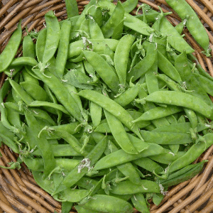 Pois mange-tout