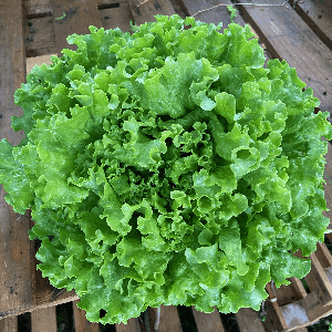 Salade