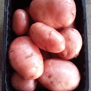 pomme de terre nouvelle Valery