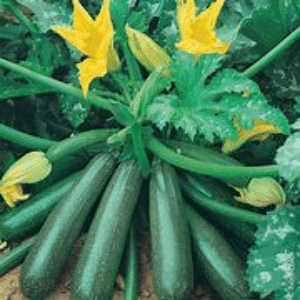 Courgette