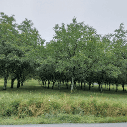 Ferme de PEYRIGNOLLES #2