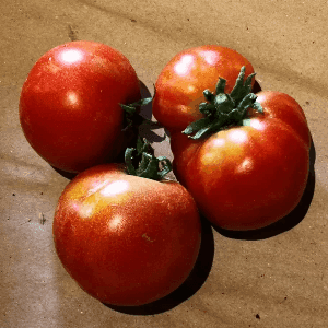 Tomates "classique"