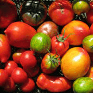 Tomate - variété selon récolte