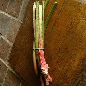 Rhubarbe