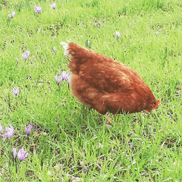 La Ferme du Moulin à Vent #7