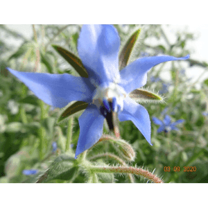 Bourrache Fleur