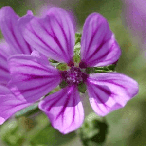 Mauve Fleurs