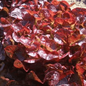 salade feuille de chêne rouge