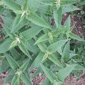 Monarde