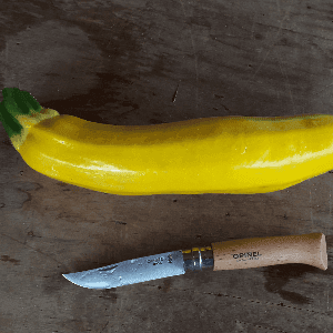 Courgette Jaune