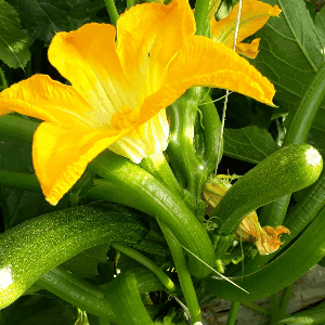 COURGETTE Black beauty