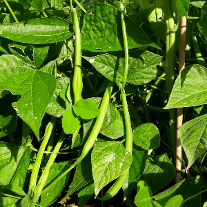 HARICOT à rame mangetout à cosse violette et marbrés