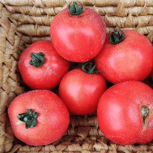 Tomates rondes