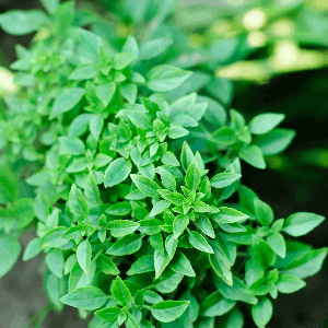 basilic