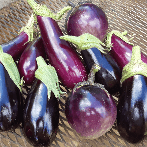 Aubergine