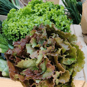 Salade bio