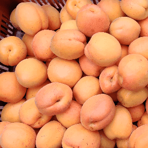 abricots bio