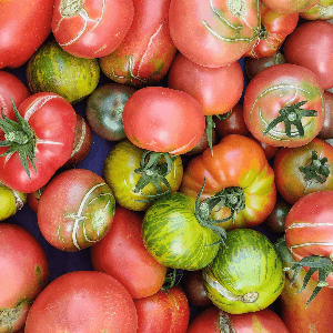 Tomates anciennes