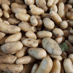 Pomme de terre nouvelles calibre moyen